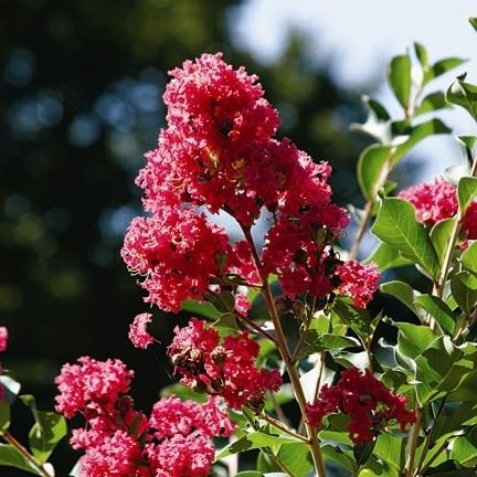 Arbusti da fiore per aiuola - 0903  - Monrovia - a fiori rossi