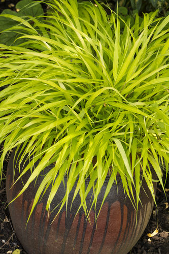 Pianta verde Perenne - 3591  - Monrovia - da vaso / per giardino / resistente ai cervi