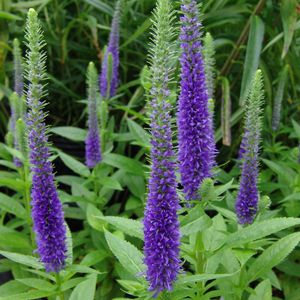 Pianta da fiore Perenne - Veronica spicata 'Glory' Royal Candles - North Creek Nurseries Inc - blu / viola / per giardino