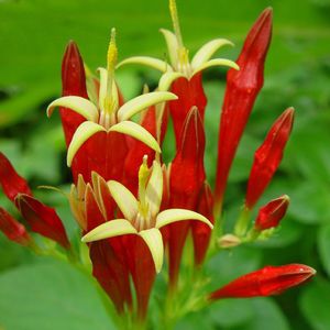 Pianta da fiore Perenne - Spigelia marilandica - North Creek Nurseries Inc - rosso / per giardino / per aiuola