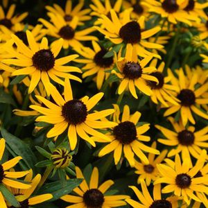 Pianta da fiore Perenne - Rudbeckia fulgida var. sullivantii 'Little Goldstar' - North Creek Nurseries Inc - giallo / da taglio / per aiuola