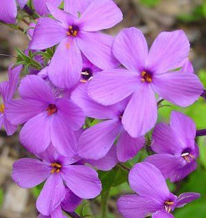 Pianta da fiore Perenne - Phlox stolonifera 'Sherwood Purple' - North Creek Nurseries Inc - rosa / viola / per giardino