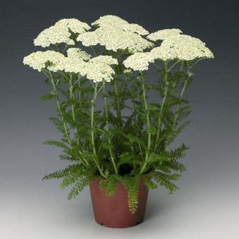 Pianta da fiore Perenne - Yarrow - Pacific Plug & Liner - bianco / giallo / rosso