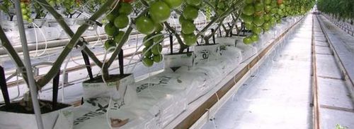 Substrato colturale fibra di cocco - GROWBAG - Pelemix Ltd - in sacchi