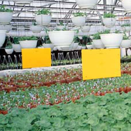 Trappola per insetti - Pestrap™ Jumbo - Phytotronics Inc - per colture
