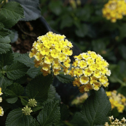 Pianta da fiore annuale - SUNDANCE™ - Sakata Seed America Inc - rosa / bianco / giallo