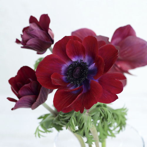 Pianta da fiore Perenne - GEMSTONE - Sakata Seed America Inc - rosa / bianco / viola