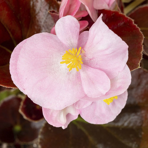 Pianta da fiore annuale - SENATOR IQ - Sakata Seed America Inc - bianco / rosa / per aiuola