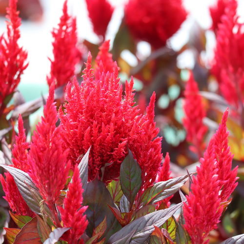 Pianta da fiore annuale - BURNING EMBERS - Sakata Seed America Inc - rosso / per aiuola / per giardino