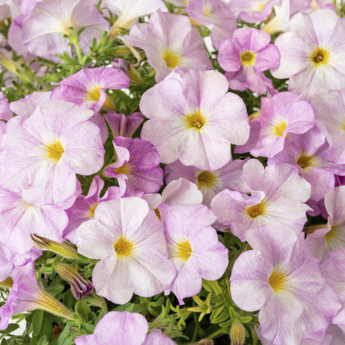 Pianta da fiore annuale - SUPERCAL® PREMIUM - Sakata Seed America Inc - rosso / bianco / giallo