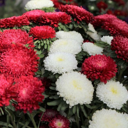Pianta da fiore annuale - Bonita - Sakata Seed America Inc - rosso / bianco / giallo