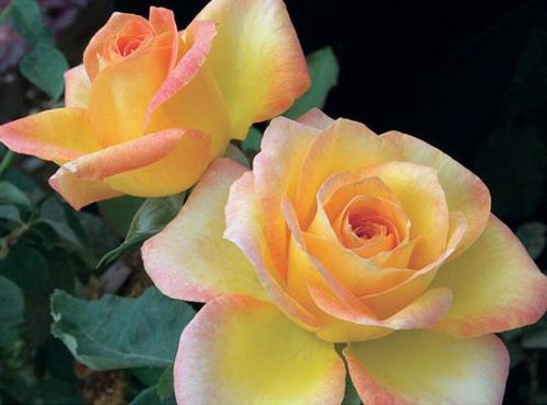 Pianta da fiore rosa - Gold Medal® - Star® Roses and Plants - giallo / da taglio / per giardino