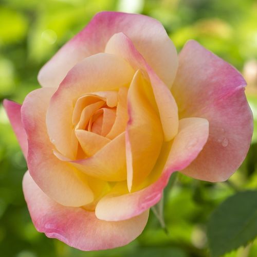 Pianta da fiore rosa - Bright & Shiny™ - Star® Roses and Plants - giallo / per giardino / per attirare le farfalle