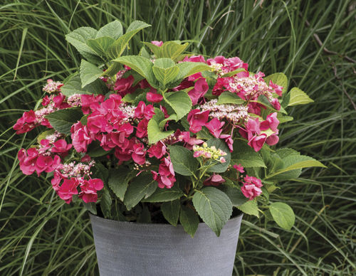 Arbusti da fiore da vaso - Cherry Explosion™ Hydrangea - Star® Roses and Plants - a fiori rossi