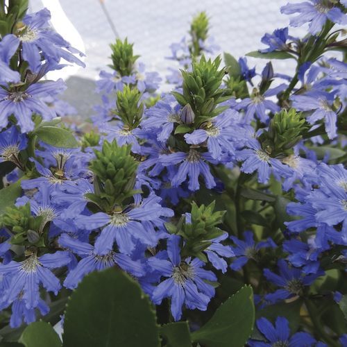 Arbusti da fiore per aiuola - Fandango® Blue Scaevola - Star® Roses and Plants - a fiori blu