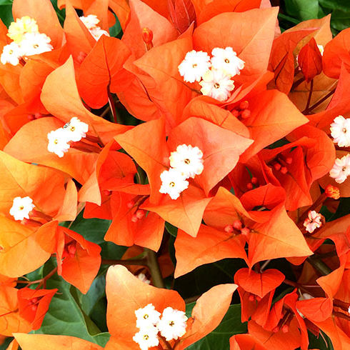 Pianta da fiore Perenne - VF Fire Opal ® - Vista Farms - arancione / pianta rampicante