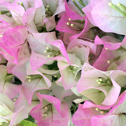 Pianta da fiore Perenne - Yani’s Delight - Vista Farms - mix di colori / pianta rampicante