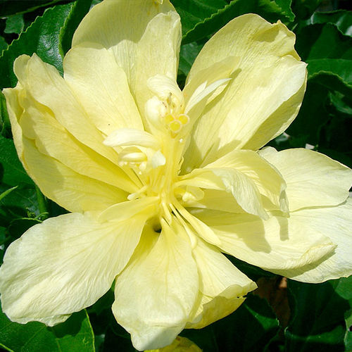 Arbusti da fiore da vaso - pizza hut - Vista Farms - per aiuola / a fiori gialli