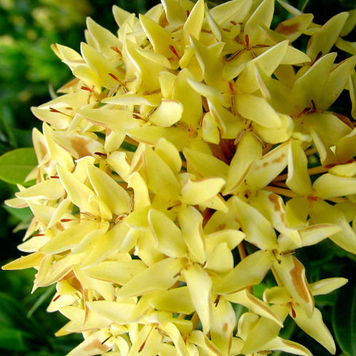 Arbusti da fiore da vaso - Dwarf Yellow - Vista Farms - per aiuola / a fiori gialli
