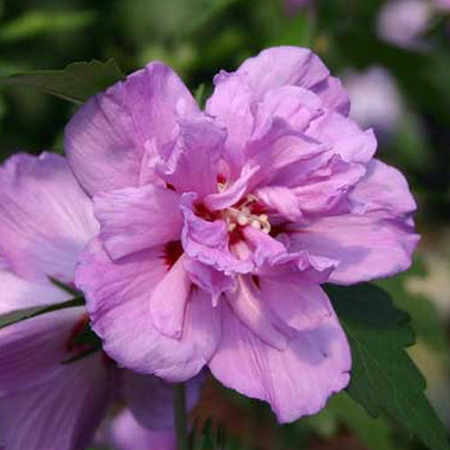 Pianta da fiore Perenne - Ardens - Willowbend Nursery Inc - rosa