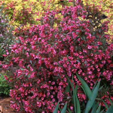 Pianta da fiore rosa - Alexandra Wine & Roses® - Willowbend Nursery Inc - resistente ai cervi