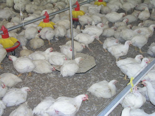 Sistema di pesatura per pollame - DWS-20 bird weigh computer - OPTICON AGRI SYSTEMS - elettronico / automatico