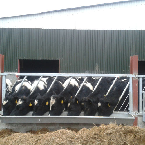Rastrelliera per mangiatoia per mucche - O'Donnell Engineering - standard / obliqua / regolabile