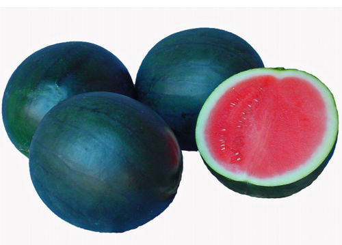 Semi di anguria resistente alla fusariosi - Lamar - Hollar Seeds