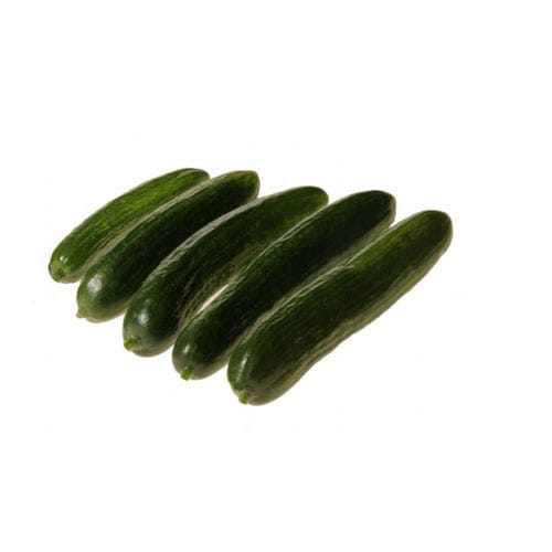Semi di cetriolo precoce - Mercury - Hollar Seeds - resistente all'oidio / ibrido