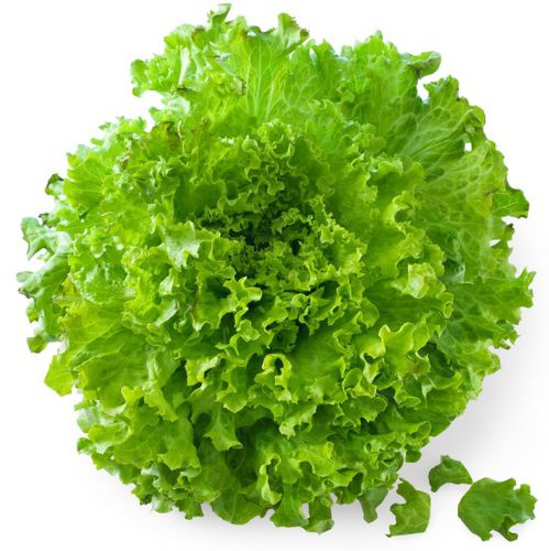 Sementi di lattuga resistente al virus del mosaico - ANDROMEDA MI - PanDia Seeds