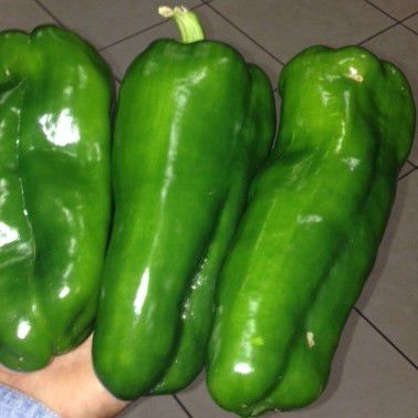 Semi di peperone precoce - EL GUAPO F-1 - PanDia Seeds - ibrido / rosso