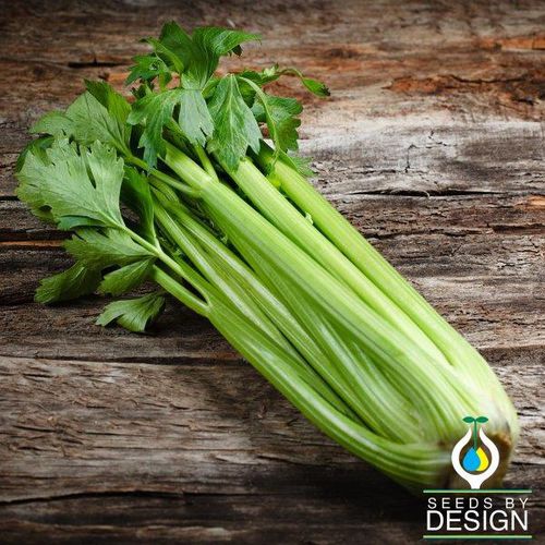 Semi di sedano ibrido - Golden Self Blanching - Seeds by Design