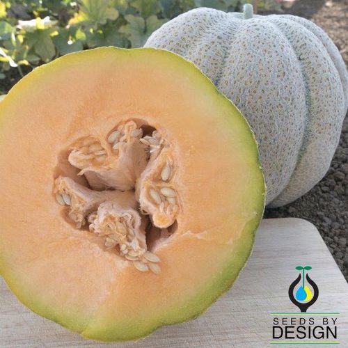 Semi di melone annuale - Iroquois - Seeds by Design - verde