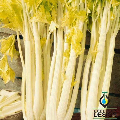 Semi di sedano annuale - Golden Boy - Seeds by Design