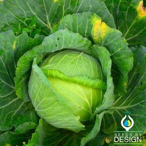 Sementi di cavolo annuale - Glory of Enkhuizen - Seeds by Design - a semina autunnale / ibrida