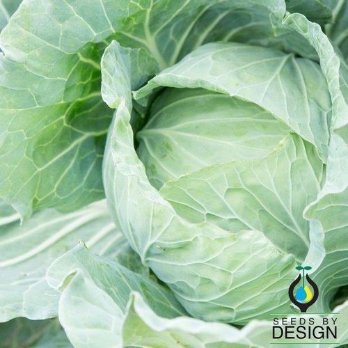 Sementi di cavolo annuale - Drumhead - Seeds by Design - ibrida