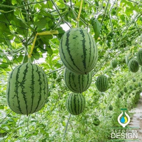 Semi di anguria annuale - Peacock Improved - Seeds by Design - pianta rampicante