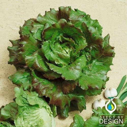 Sementi di lattuga annuale - Batavian - Michelle - Seeds by Design