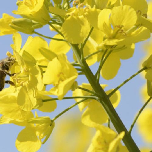 Semi di colza medie - DOLPHIN - DSV UK - a semina autunnale / resistente ai phoma / resistente all'allettamento