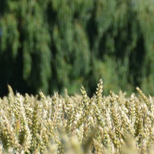 Semi di grano tenero a semina primaverile - OXFORD - DSV UK - precoce / resistente alla ruggine / resistente all'oidio