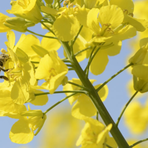 Semi di colza medio-tardivo - DAYMON - DSV UK - a semina autunnale / resistente ai phoma / resistente alla crodatura