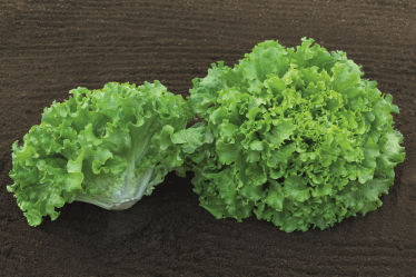 Sementi di lattuga precoce - Claribel - Elsoms Seeds