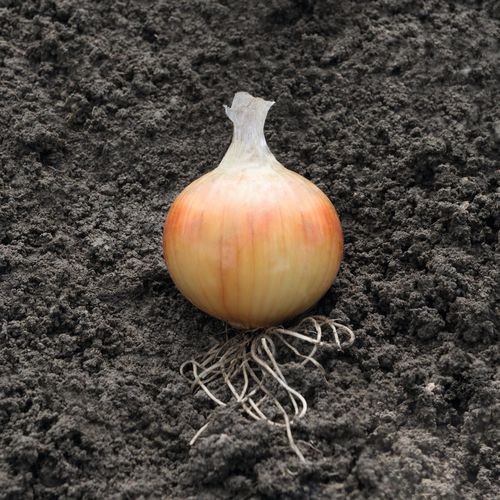 Semi di cipolla precoce - Hysky - Elsoms Seeds - resistente alla fusariosi