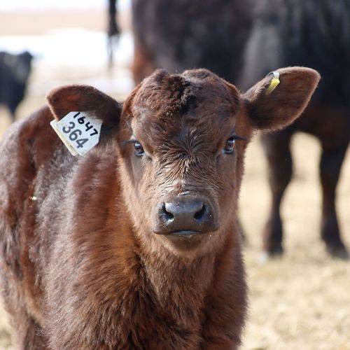 Marchio auricolare per ovini - Shearwell BOS Large female - Shearwell Data Ltd - per caprini / per bovini