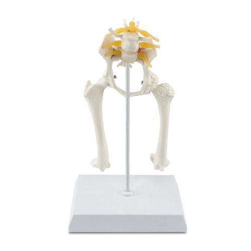 Modello anatomico didattico - 909037 - Eickemeyer Veterinary Equipment Ltd - articolato / in miniatura / con muscolatura