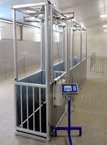 Bilancia per vitelli - Henk Maas® Weegschalen B.V. - digitale / con gabbia