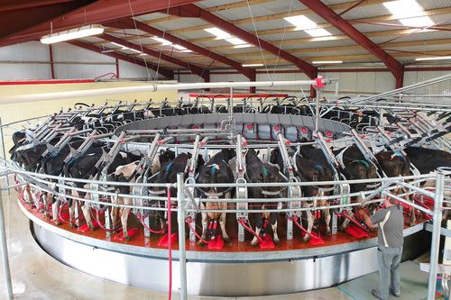 Sala di mungitura per mucche - TP195 - Pearson International - rotativa