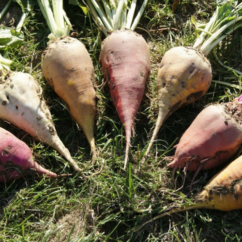 Semi di barbabietola per foraggi - Aversa - Florimond Desprez - resistente alla rizomania / conico