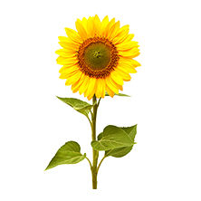 Semi di girasole medio-precoce - MARCIANO ST - Deleplanque - resistente alla muffa grigia