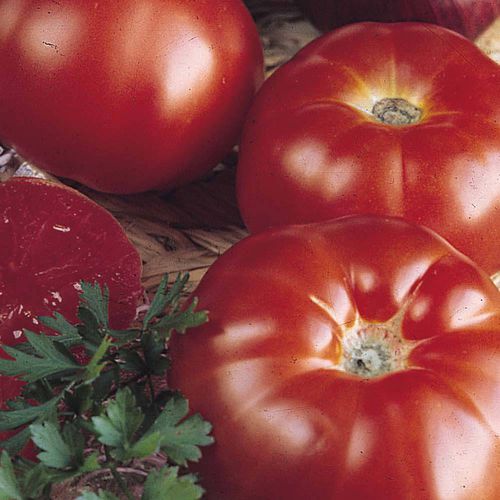 Semi di pomodoro rosso - Super Marmande - thompson-morgan - rosa / rotondo